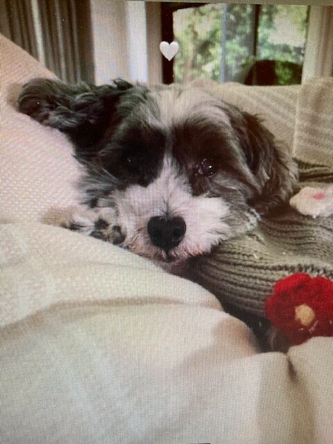 Before: Dog Laying on Pillow