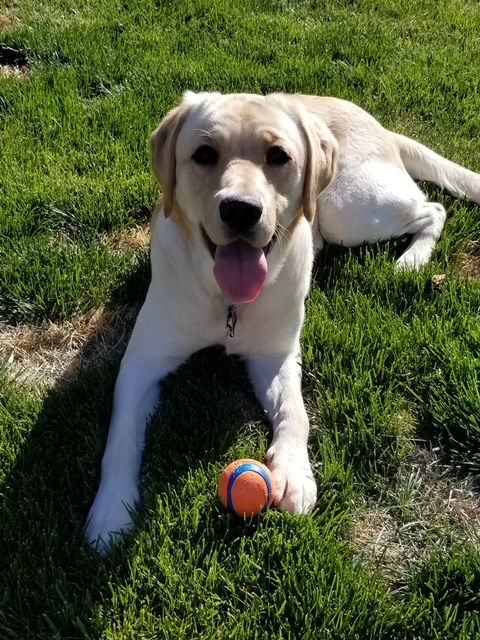 Before: Dog Laying in Grass