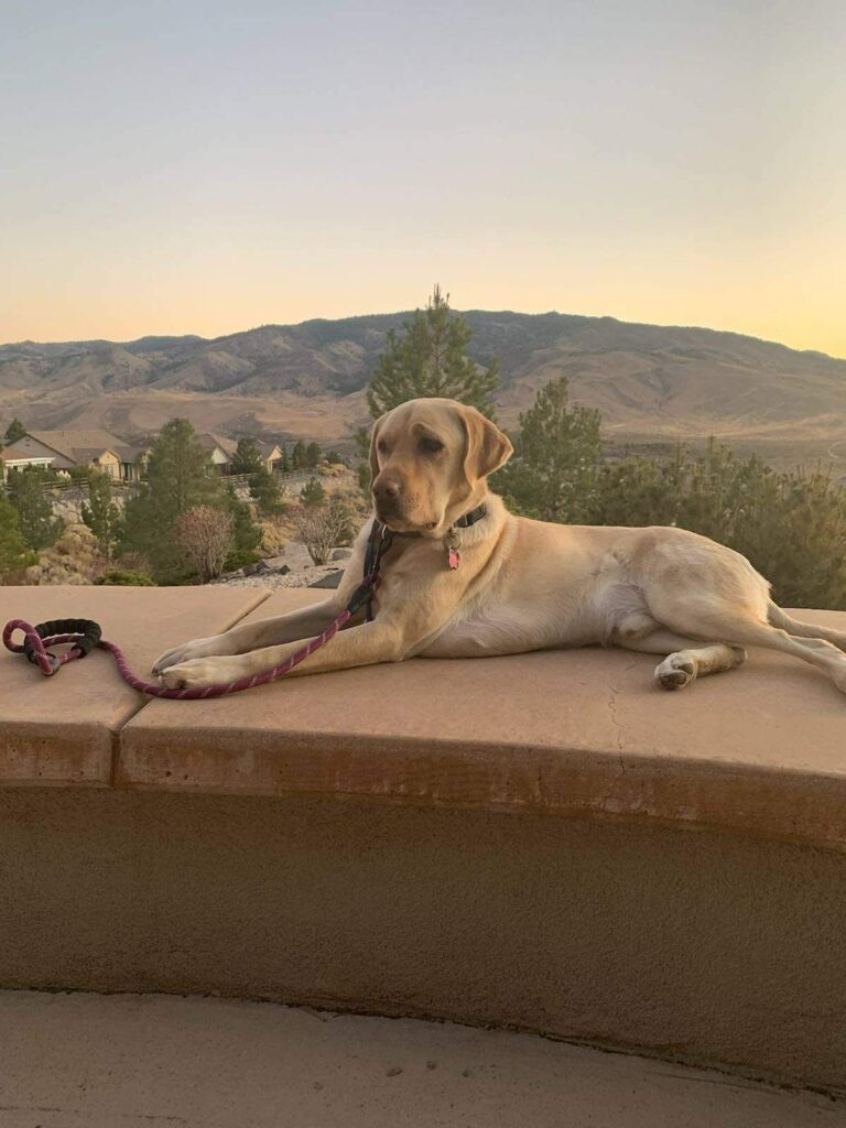 Before: Yellow Lab on Wall